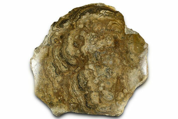 Polished Miocene Stromatolite (Chlorellopsis) - Crimea #362973